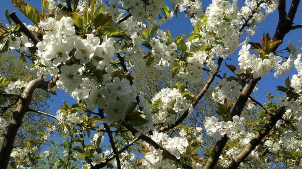 Vakantiehuis Aan Het Bos - Gelegen Aan De Tulpenroute Bant Dış mekan fotoğraf